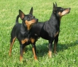 Il Pinscher nano