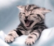 Come scegliere il gatto