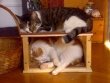 Il gatto � domestico o selvatico?
