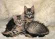 Il gatto ideale