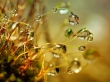 Magiche goccioline d'acqua - Waterdrops Photogallery