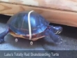 La tartaruga su skateboard