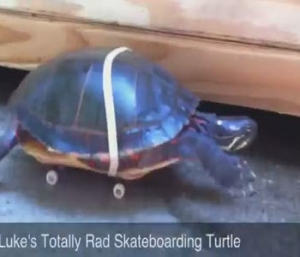 La tartaruga su skateboard