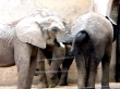 Quel gustosissimo (schifosissimo) spuntino dell'elefante - Video