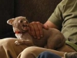 Un chihuahua terribile