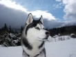 Canis lupus familiaris