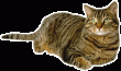 Il gatto soriano