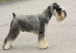 Lo schnauzer