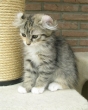 L'American Curl