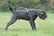 Il mastino napoletano