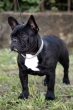 Il bouledogue 