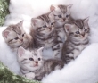 Il gatto American Shorthair