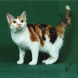 Il gatto American Wirehair