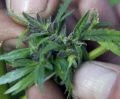 'Cannabis terapeutica', oggi sit-in Radicali davanti la Camera
