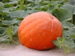Propriet� della zucca